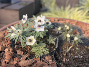 本日1月28日開花したセツブンソウ