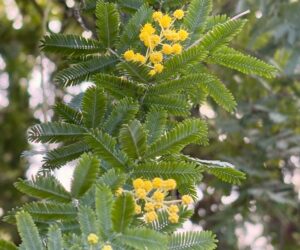 ミモザの花の様子