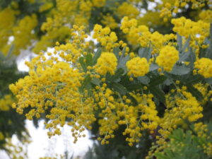 2月14日のミモザの花アップ