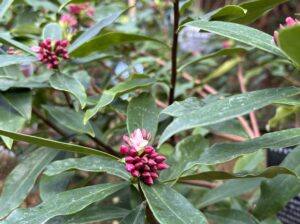 一輪だけ開花したジンチョウゲ