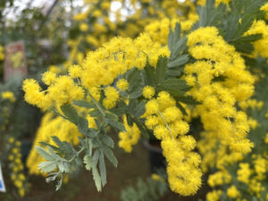 ミモザの花アップ