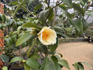 黄色に近しいクリーム色の花色のツバキ‘初黄’