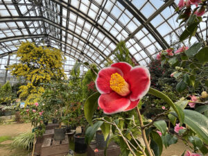 五島列島の名花‘玉の浦’