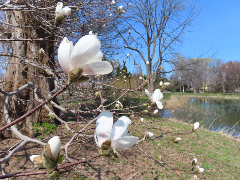 本日の百合が原公園（2025年4月18日）