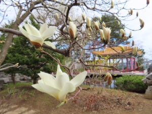 瀋芳園のハクモクレンとレンギョウ