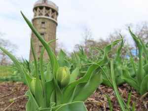 ムスカリの道のチューリップの芽