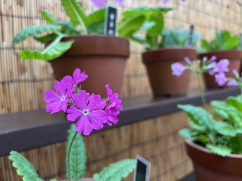 【サクラソウ美術館】は明日4月22日から