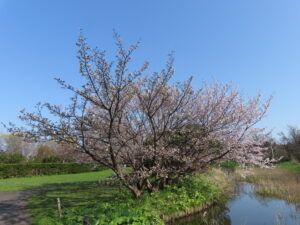 チシマザクラの全景