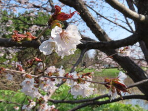 チシマザクラのアップ薄桃色の花が枝いっぱいに開花している
