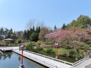 ブンゴウメが見頃を迎え桃色に染まりつつある日本庭園