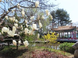 瀋芳園ではハクモクレンやレンギョウが見頃