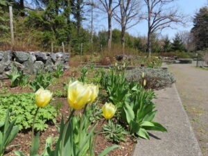 ミュンヘンの庭園ではチューリップも一部開花を始めています