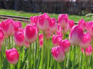 白と桃色の花色が美しいチューリップ‘桃太郎’