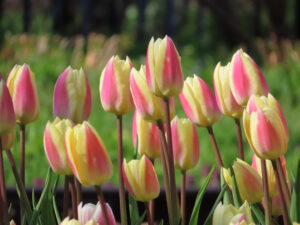 赤地に黄色い縁の花色のチューリップ‘シルク サプライズ’