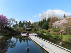 世界の庭園の日本庭園ではブンゴウメやエゾヤマザクラが満開