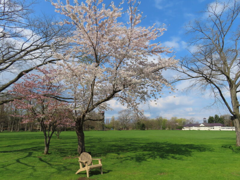 本日の百合が原公園（サクラ、チューリップの開花状況2025年5月5日）