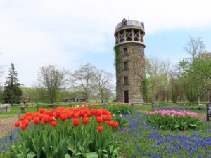 ムスカリの道では彩り豊かなチューリップの開花が進んでいる