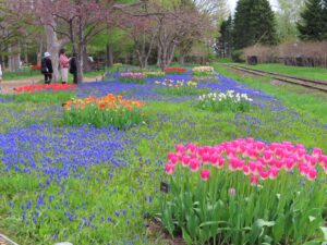 リリートレイン沿線でも次々にチューリップが開花中