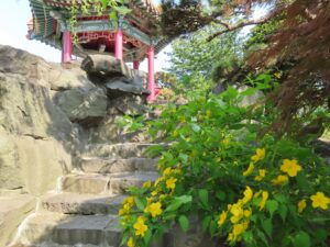 瀋芳園のヤマブキ