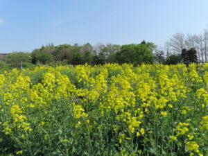 モニュメント広場では菜の花も開花