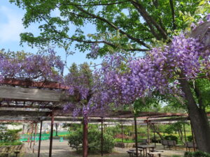 公園南側の藤棚の奥ではフジが一部開花