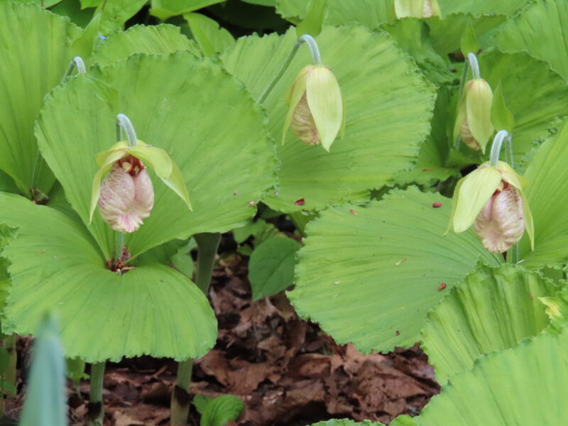 百合が原公園 開花情報（クマガイソウのほかライラックやフジの様子も2025年5月18日）