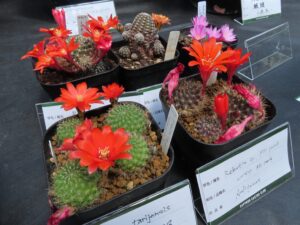 真っ赤な花の咲くレブチア