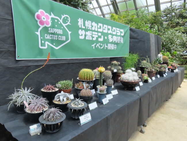 【サボテン・多肉植物展】は明日5月20日から