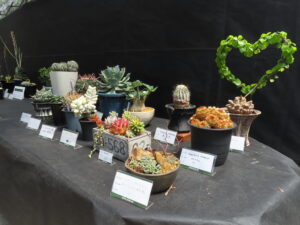品評会に出展されている多肉植物やサボテンたち