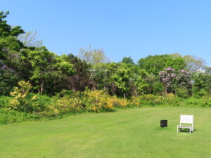 緑のセンター横のボーダー花壇にある芝生の広場