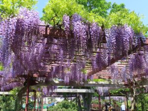 公園南側にある藤棚