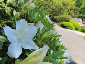 日本庭園のリュウキュウツツジ