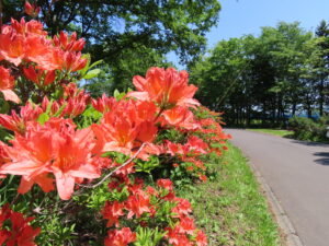 公園東側のレンゲツツジ