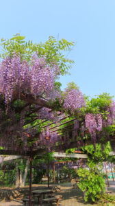 公園南側の藤棚