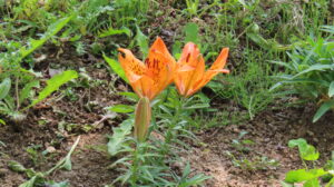 開花を始めたエゾスカシユリ