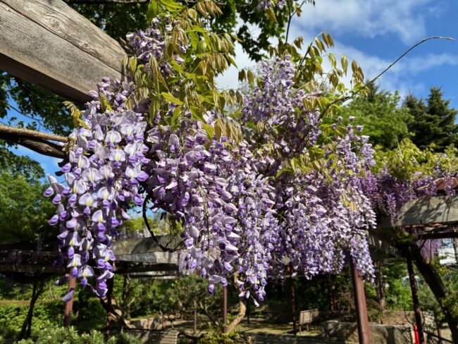 本日の百合が原公園（2025年5月23日）