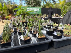 サボテン・多肉植物展会場