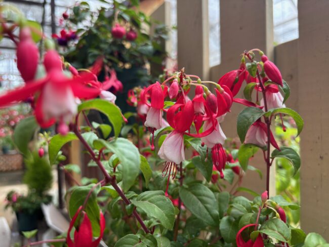 多彩な花色と花形のフクシアの展示会は明日6月17日から