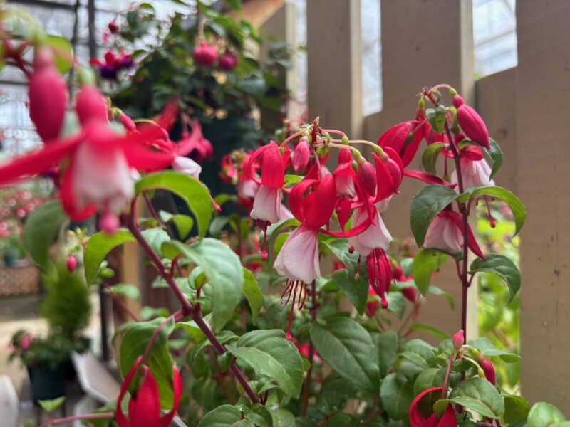 多彩な花色と花形のフクシアの展示会は明日6月17日から
