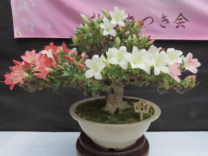 さつき‘美春’
