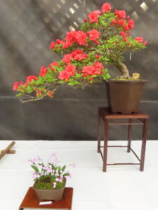 さつき‘紅牡丹’　添えイワチドリの一席