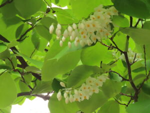 真っ白な花のハクウンボク