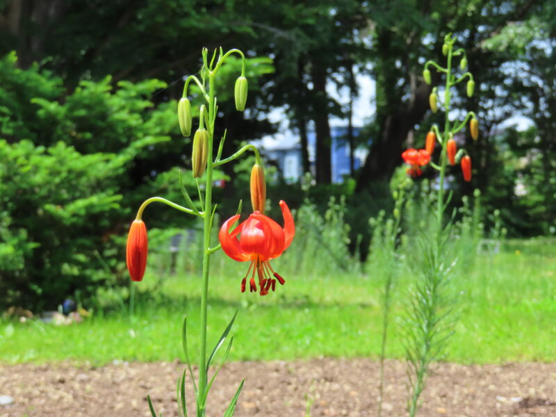本日の百合が原公園（イトハユリ、リリートレイン沿線ではシャクヤクやルピナス、バラの開花も　2025年6月13日）