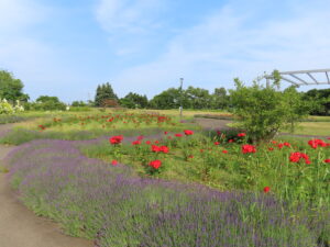 モニュメント広場のバラ