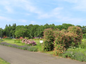 かおりの庭でも色とりどりのバラが広がる