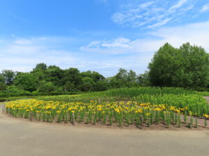 本日6/26の中央花壇の様子
