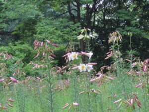 リーガルリリー、一部開花