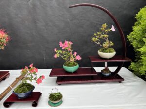 5鉢の盆栽の一席