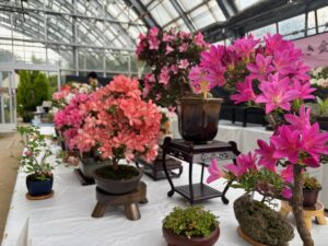 さつき花季展会場