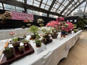さつき花季展示会場
